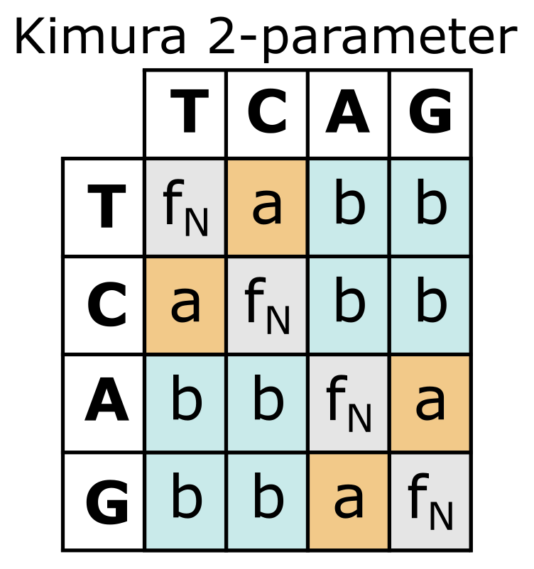 Kimura 2 参数替换模型