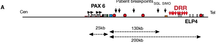 人类 PAX6 位点