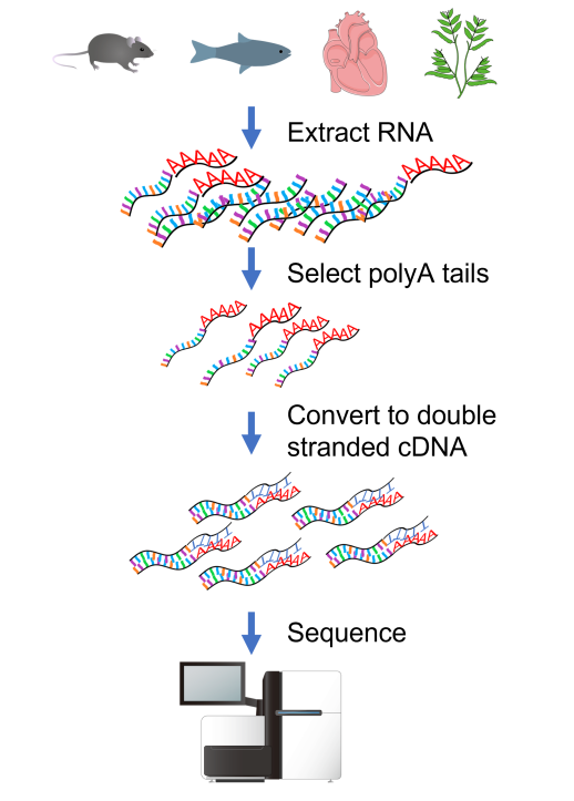RNAseq 标准方案