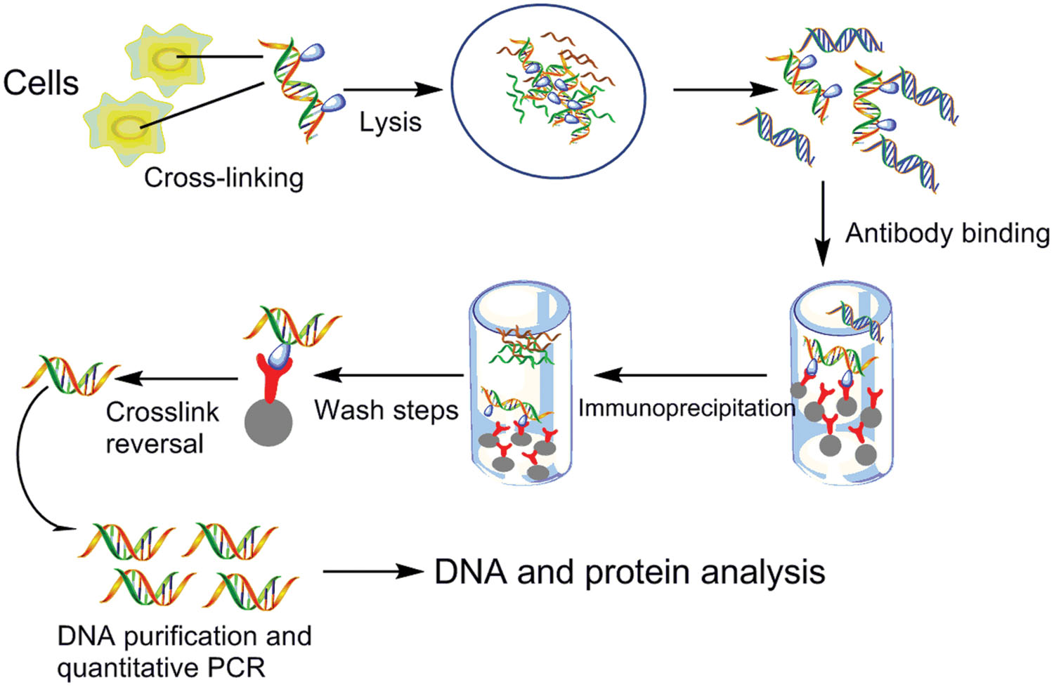 ChIPseq 方案