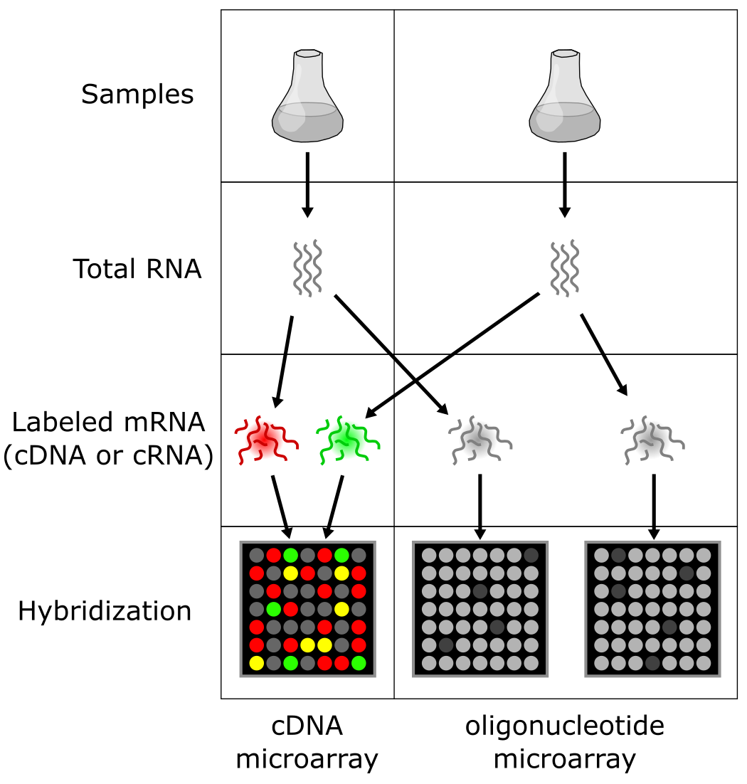 cDNA(双色)与寡核苷酸(单色)微阵列分析的区别