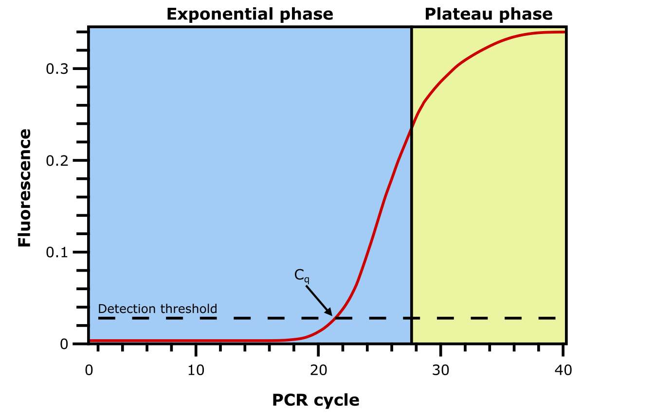 qPCR 扩增图