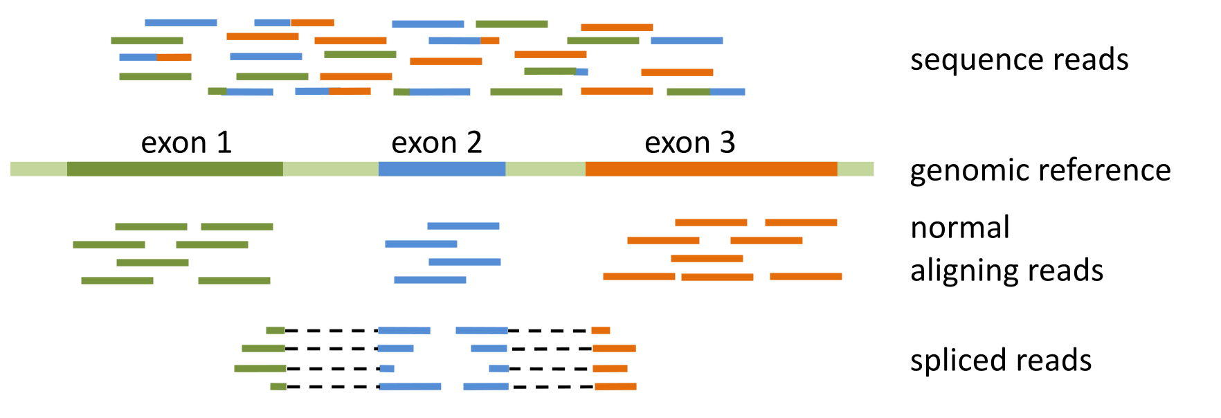 mRNA 读段的剪接比对